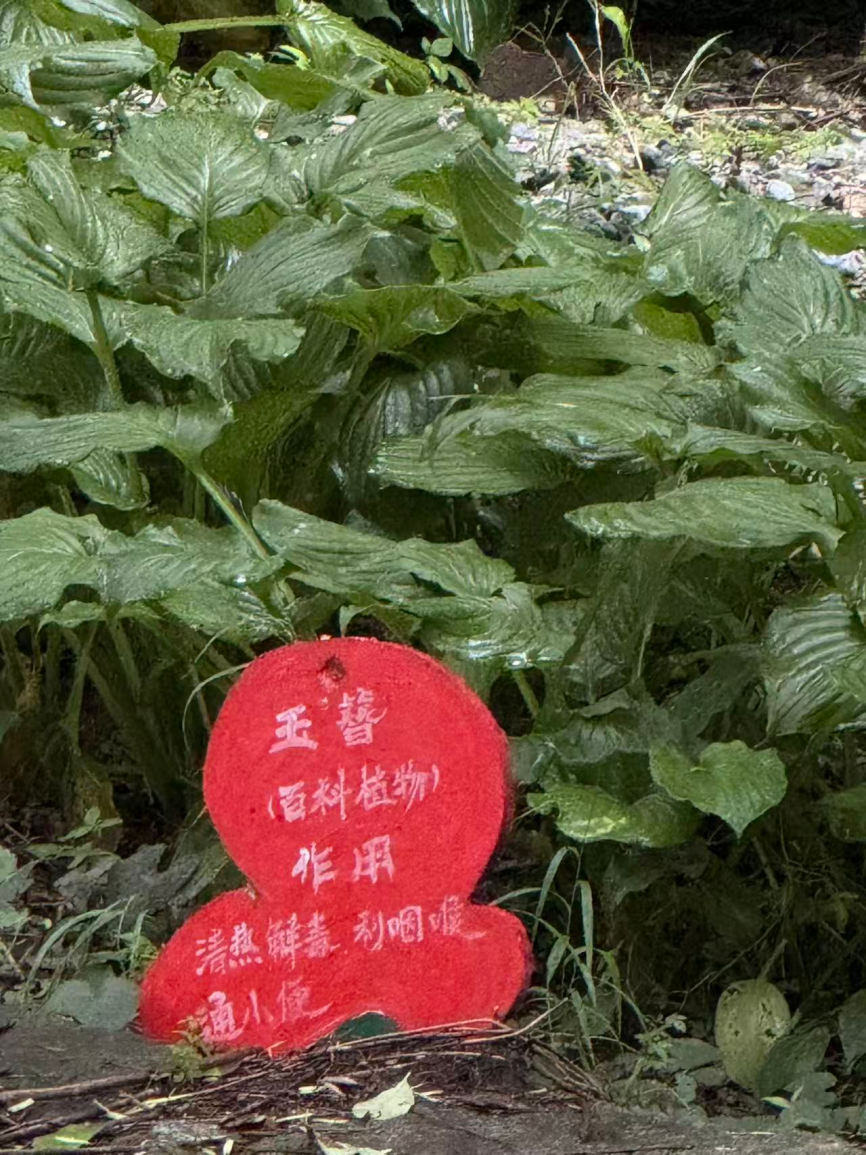 黄芩
