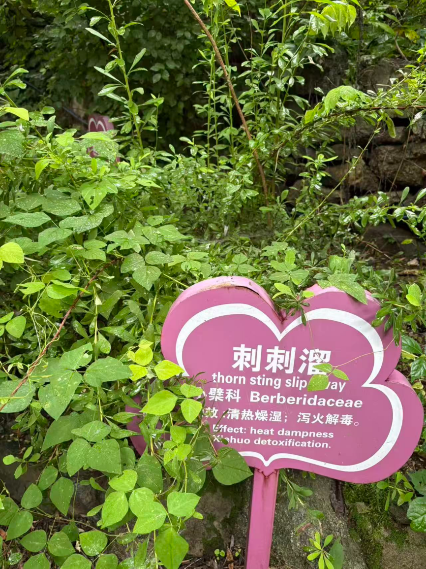 白屈菜