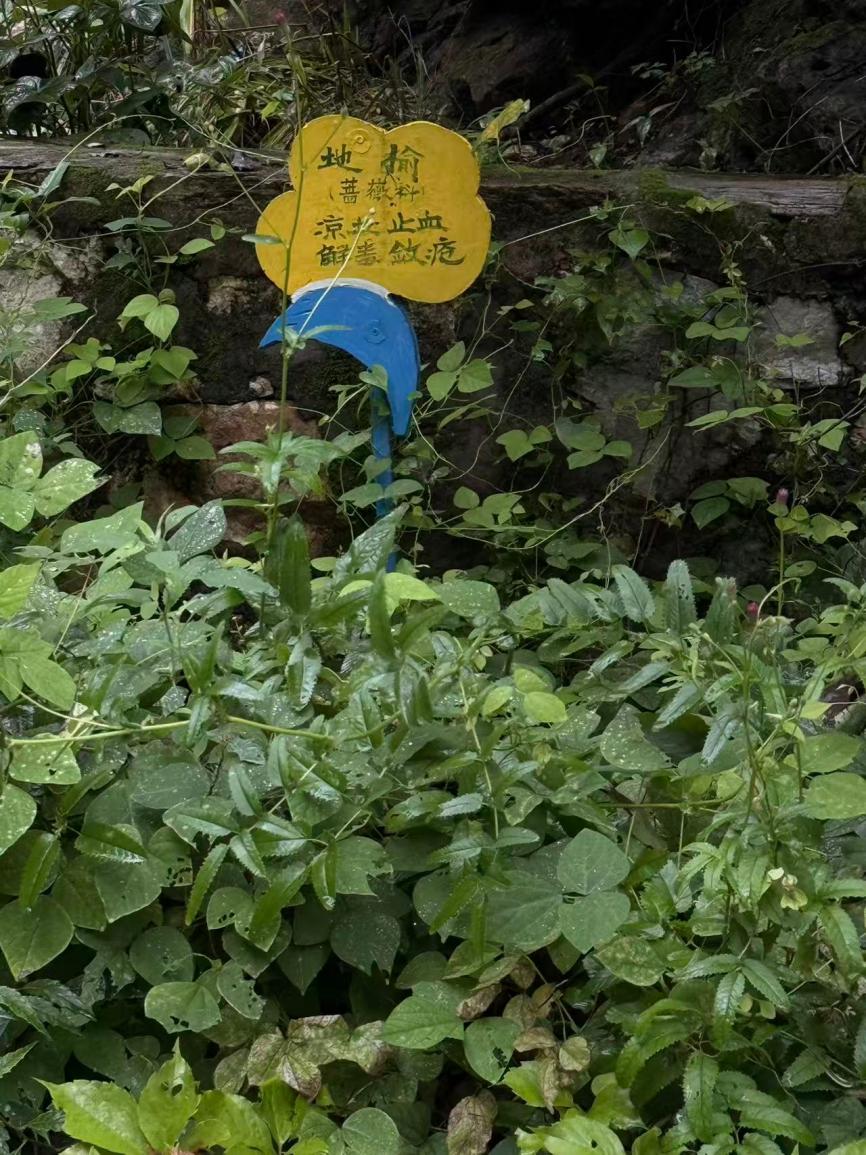 美人梅
