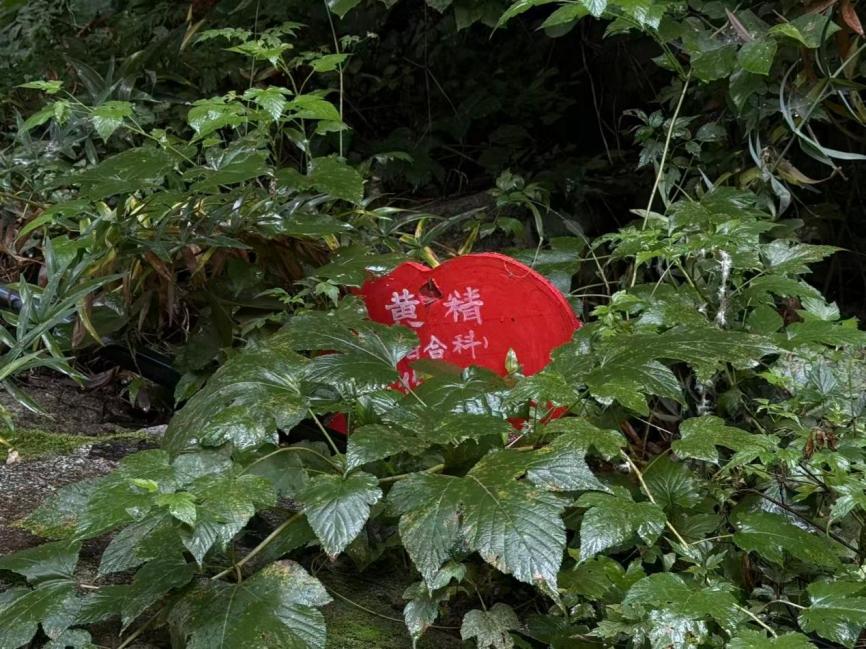 地榆