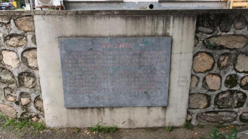 古槐树